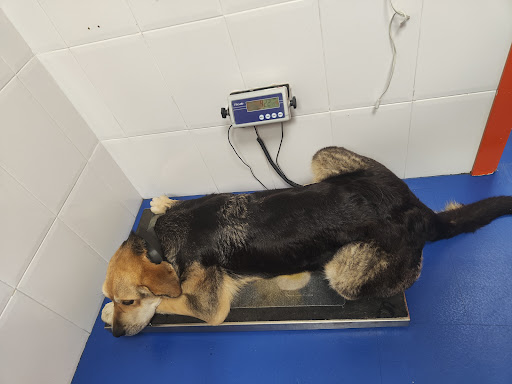 Clínica Veterinaria Alfa – Talavera de la Reina