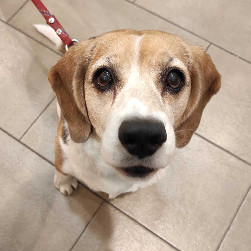 Clínica Veterinaria Almogàvers Parc – Barcelona