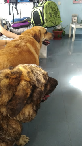 Clínica Veterinaria Alpujarra – Alhama de Almería