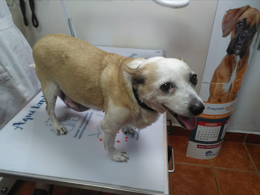 Clínica Veterinaria Alqueries – Les Alqueries