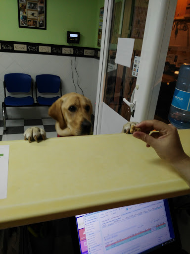 Clínica Veterinaria Ammar – Alzira