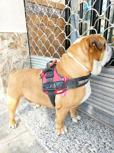 Clínica Veterinaria Animaleando – Tarancón