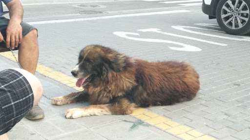 Clínica Veterinaria Animalons – Ulldecona