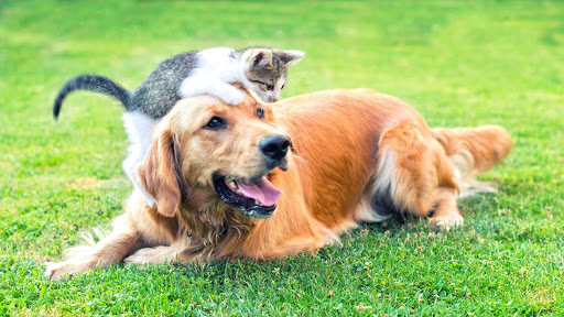 Clínica Veterinaria Animanuco – Leganés