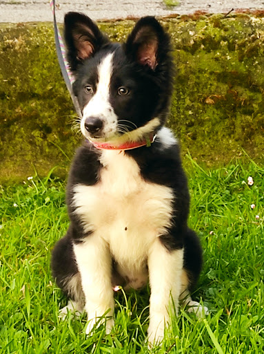 Clínica Veterinaria Anjana – Cartes