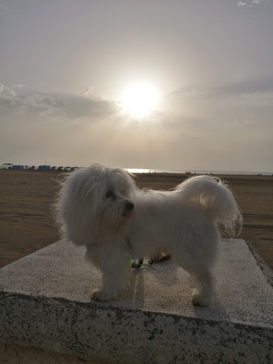 Clínica Veterinaria Añó – Valencia