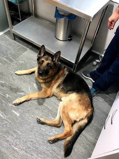 Clínica Veterinaria Antón Martín – Madrid