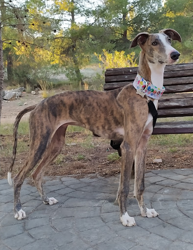 Clínica Veterinaria Antonio Leal – Godella