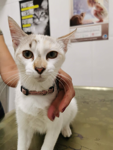 Clínica Veterinaria Aranea – Salceda de Caselas