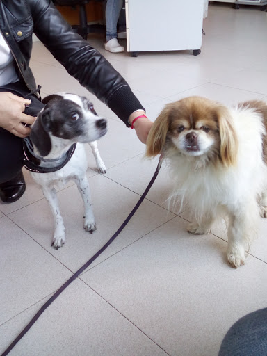 Clínica Veterinaria Argüelles – Pravia