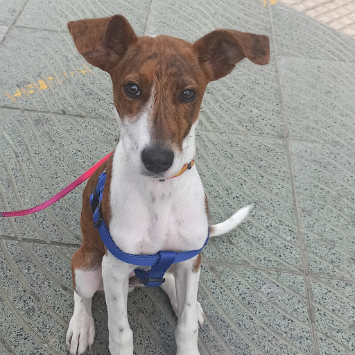 Clínica Veterinaria Armilla – Churriana de la Vega