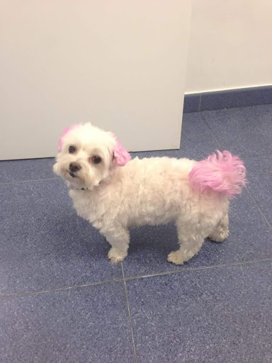 Clínica Veterinaria Artemisa – Zaragoza