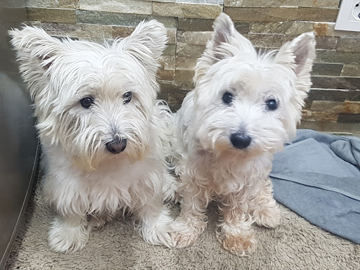 Clínica Veterinaria Arucas – Arucas