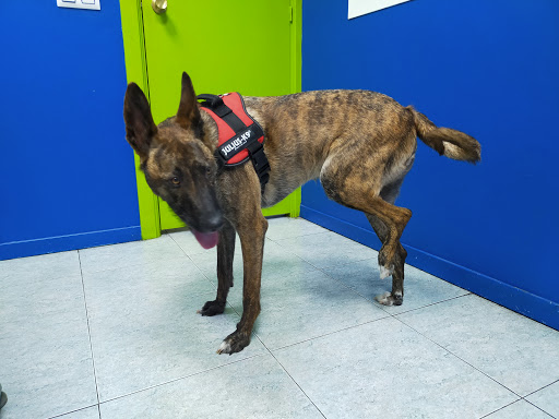 Clínica Veterinaria Augusta – Zaragoza