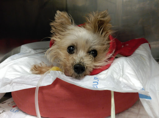 Clínica Veterinaria Axarquia – Torre del Mar