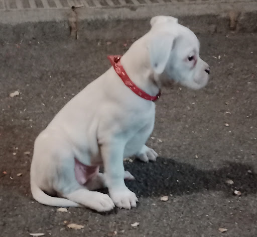 Clínica Veterinaria Ayora – Ayora