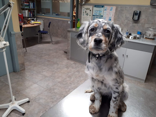 Clínica Veterinaria Beasain – Beasain
