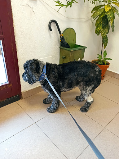 Clínica Veterinaria Becerril – Becerril de la Sierra