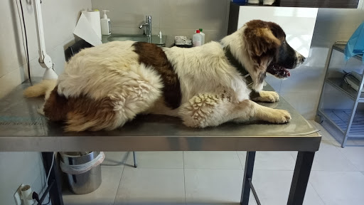 Clínica Veterinaria Benacazón – Benacazón