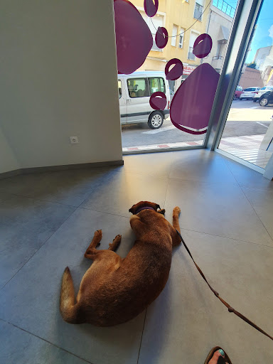 Clínica Veterinaria Bernia Gata de Gorgos – Gata de Gorgos