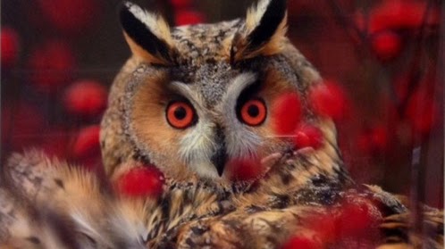 Clínica Veterinaria Berria – Santoña