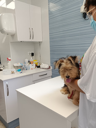 Clínica Veterinaria Blasco Ibáñez 119 – Valencia