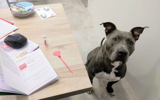 Clínica Veterinaria Bonn – Madrid