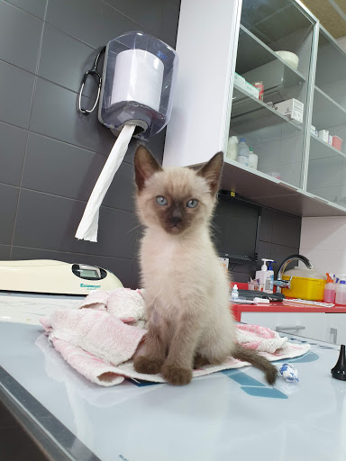 Clínica Veterinaria Borrell – Barcelona