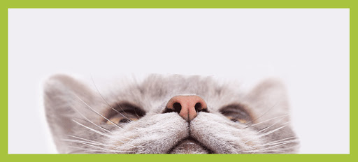 Clínica Veterinaria Bulevar – Alicante