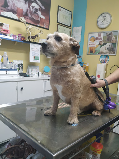 Clínica Veterinaria Camino Real – Yecla