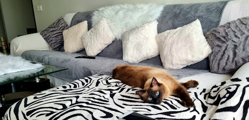 Clínica Veterinaria Campamento – Valencia