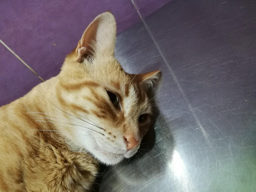 Clínica Veterinaria Campo Real – Campo Real