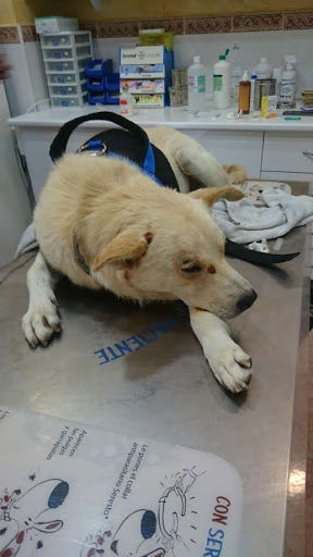 Clínica Veterinaria Campo de Nijar – San Isidro de Níjar