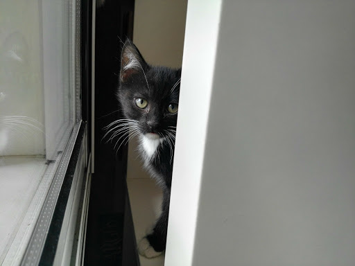 Clínica Veterinaria Can Vidalvet – derecha