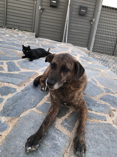 Clínica Veterinaria Canaletes – Cerdanyola del Vallès