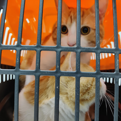 Clínica Veterinária Canet – Canet d’en Berenguer