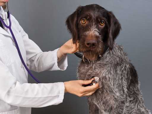 Clínica Veterinaria Canillejas El Parque Ii – Madrid