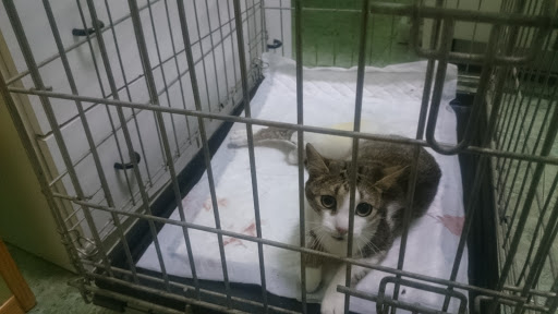 Clínica Veterinaria Canisan – Requena