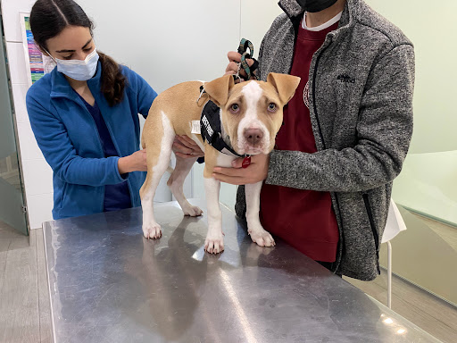 Clínica Veterinaria Cap I Cua L’alqueria – L’Alqueria de la Comtessa