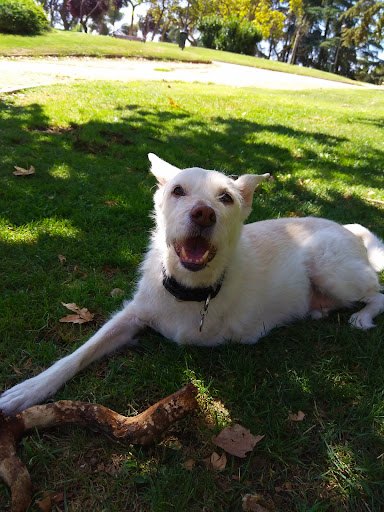 Clínica Veterinaria Caramuel – Madrid