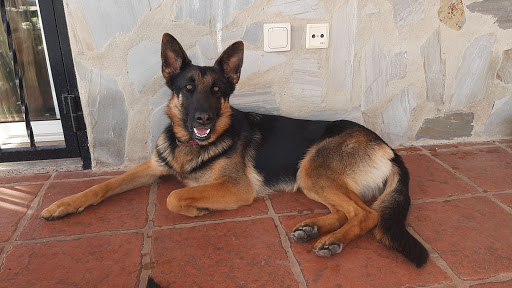 Clínica Veterinaria Carlet – Carlet