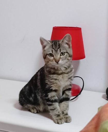 Clínica Veterinaria Carlos Iii – Córdoba