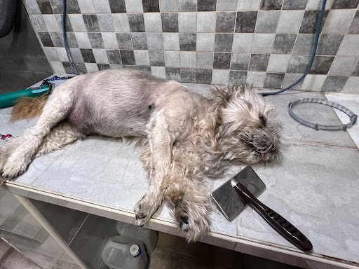 Clínica Veterinaria Carteros – Valencia