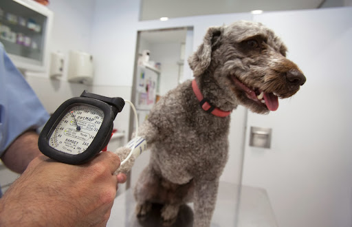 Clínica Veterinaria Cas Catalá – Cas Català