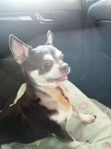 Clínica Veterinaria Casa Campo – Málaga