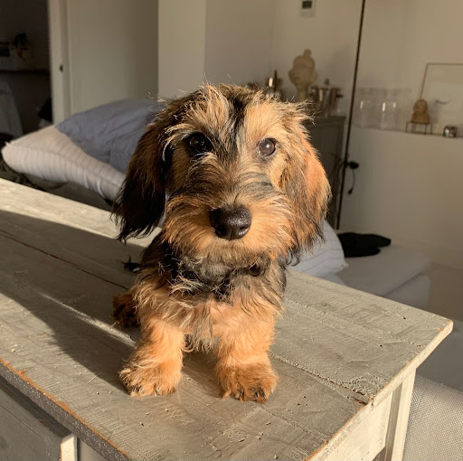 Clínica Veterinaria Castalia – Castellón de la Plana