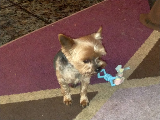 Clínica Veterinaria Castrelos – Vigo