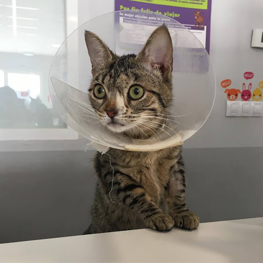 Clínica Veterinaria Central Pet – Hospital de Mascotas – Tudela de Duero