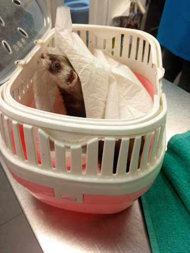 Clínica Veterinaria Christ Of The Epidemic – Málaga