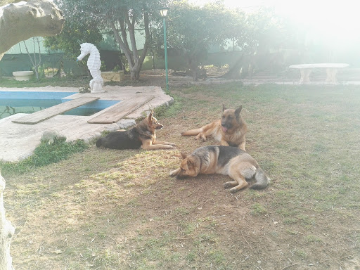 Clínica Veterinaria Cisneros – Borriana
